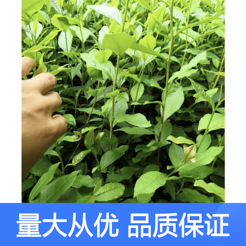 乌叶单从茶叶苗 稀有花茶品种 绿茶坯制 鲜浓甜醇