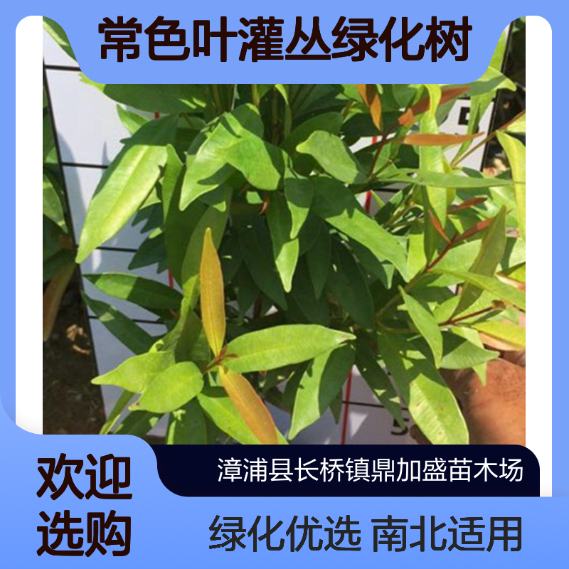 鼎加盛红车鸿运当头红鳞蒲桃 30cm高观叶常色叶灌丛绿化苗 南北适用