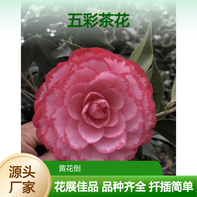 五彩茶花树苗 扦插繁殖简便 花卉展览优选 生长迅速