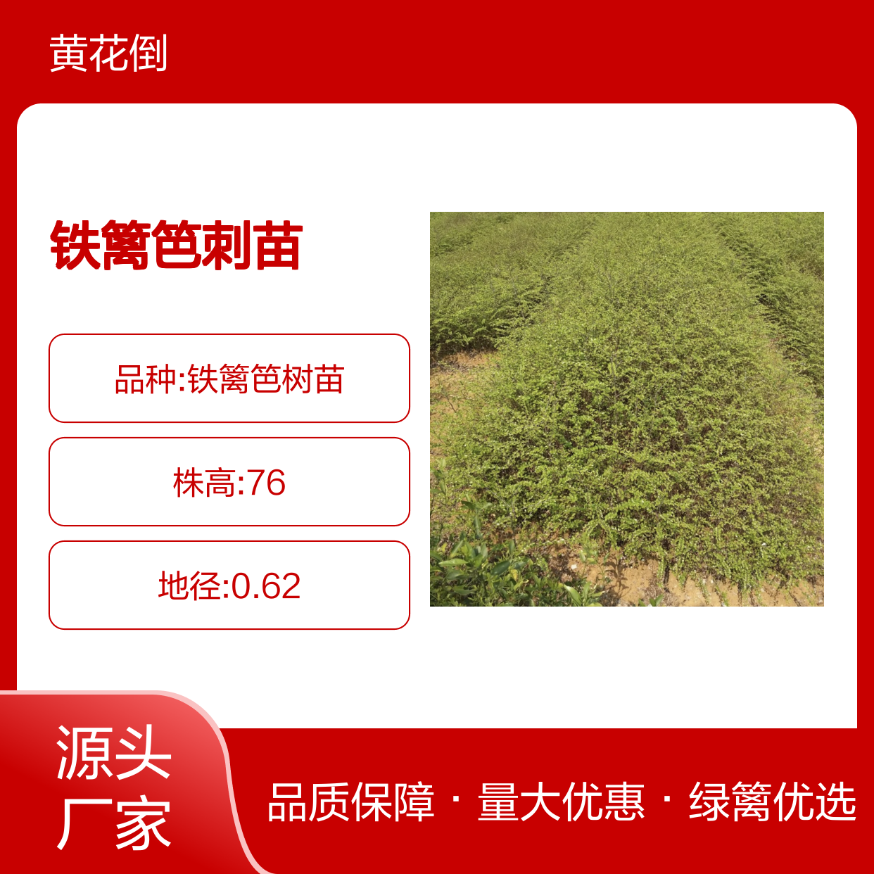 铁篱笆刺种植区 批发铁篱笆刺苗 铁篱笆刺苗批发