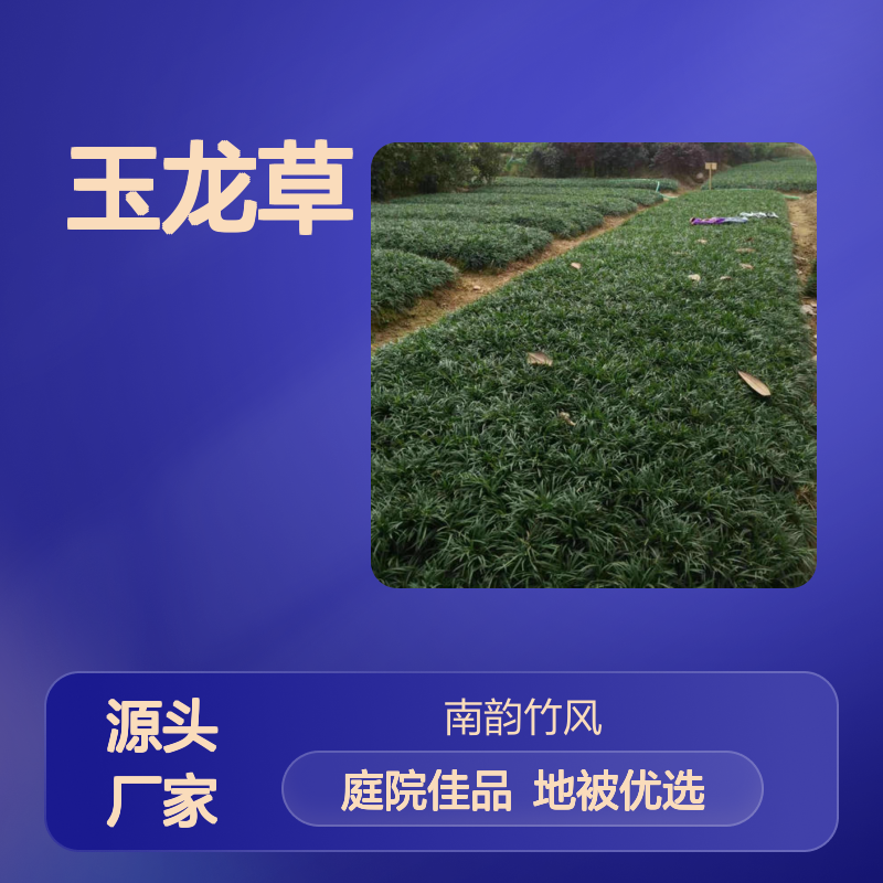 南韵竹风 玉龙草 日式园林景观 罗汉松佳拍档 庭院绿化草坪