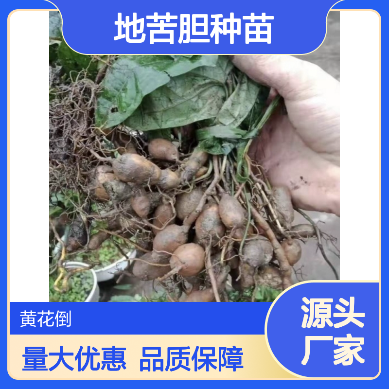 地苦胆种苗 苦地胆全草 中药材种苗 生长旺盛 绿色健康