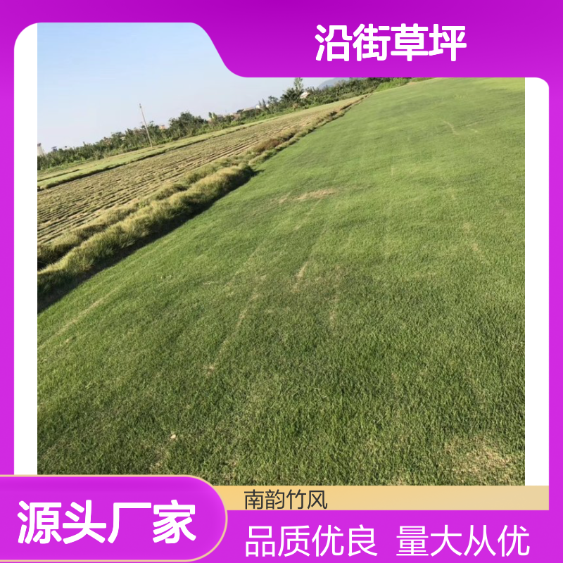 大叶油草 沿街草坪品种 批发护理 园林优选 成活率高 品种多样