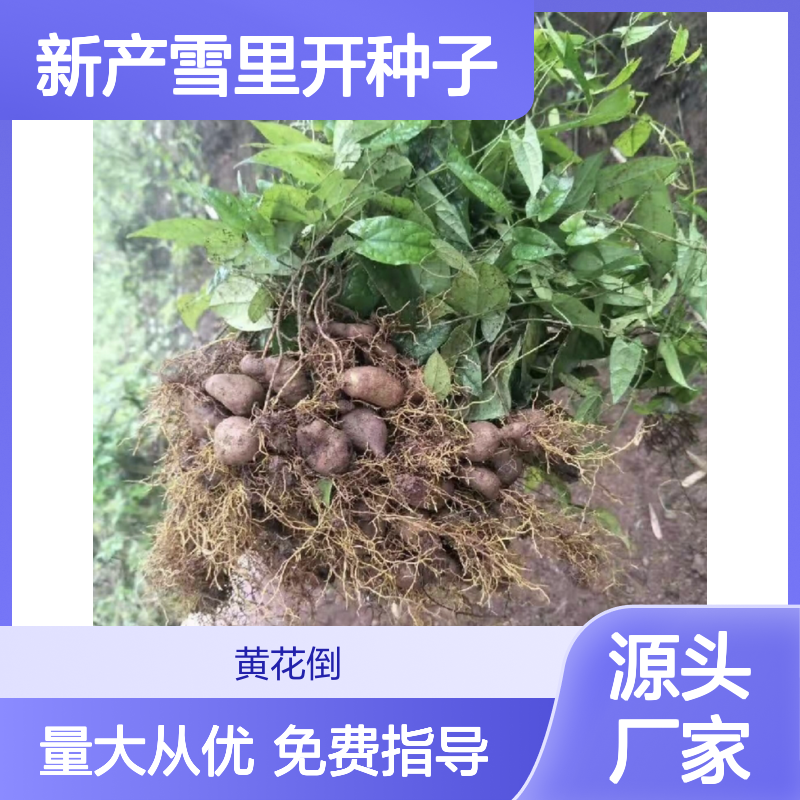 新产雪里开种子 基地直供技术指导 品质优良 专业培育