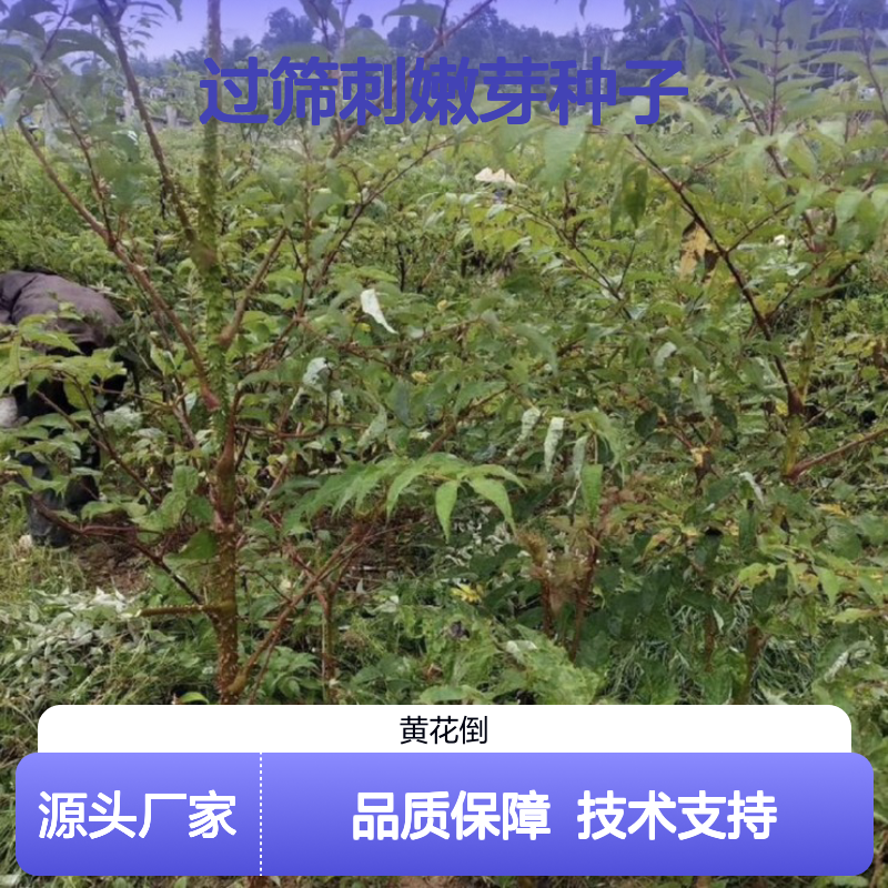 精选过筛刺嫩芽种子 基地直供技术指导 抗病性强