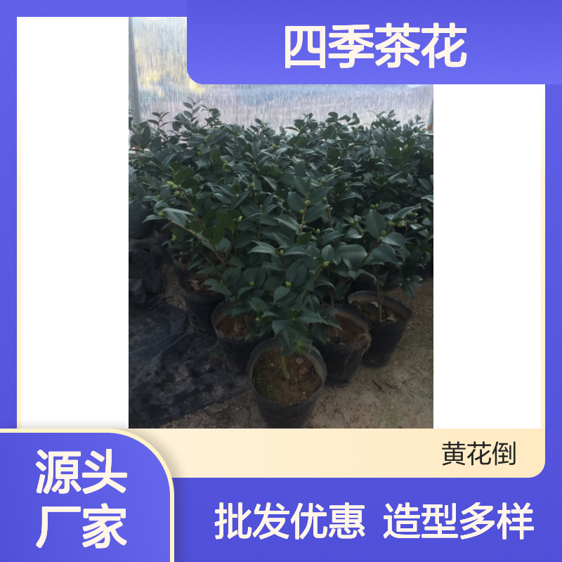 四季茶花树苗批发 园林造景优选 百亩基地 栽培历史久