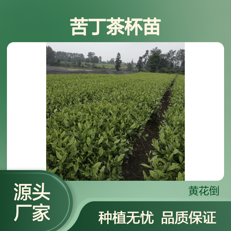 苦丁茶杯苗 苗圃直供 品质保证 技术分享 种植指导