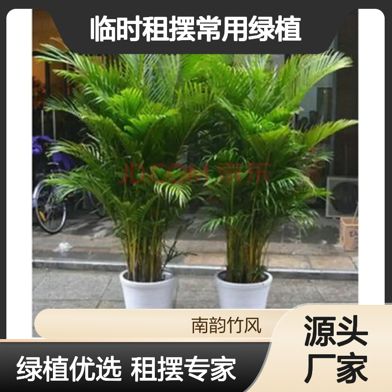 散尾葵盆栽 会展临时租摆常用绿植 大堂大气植物盆栽 南韵竹风