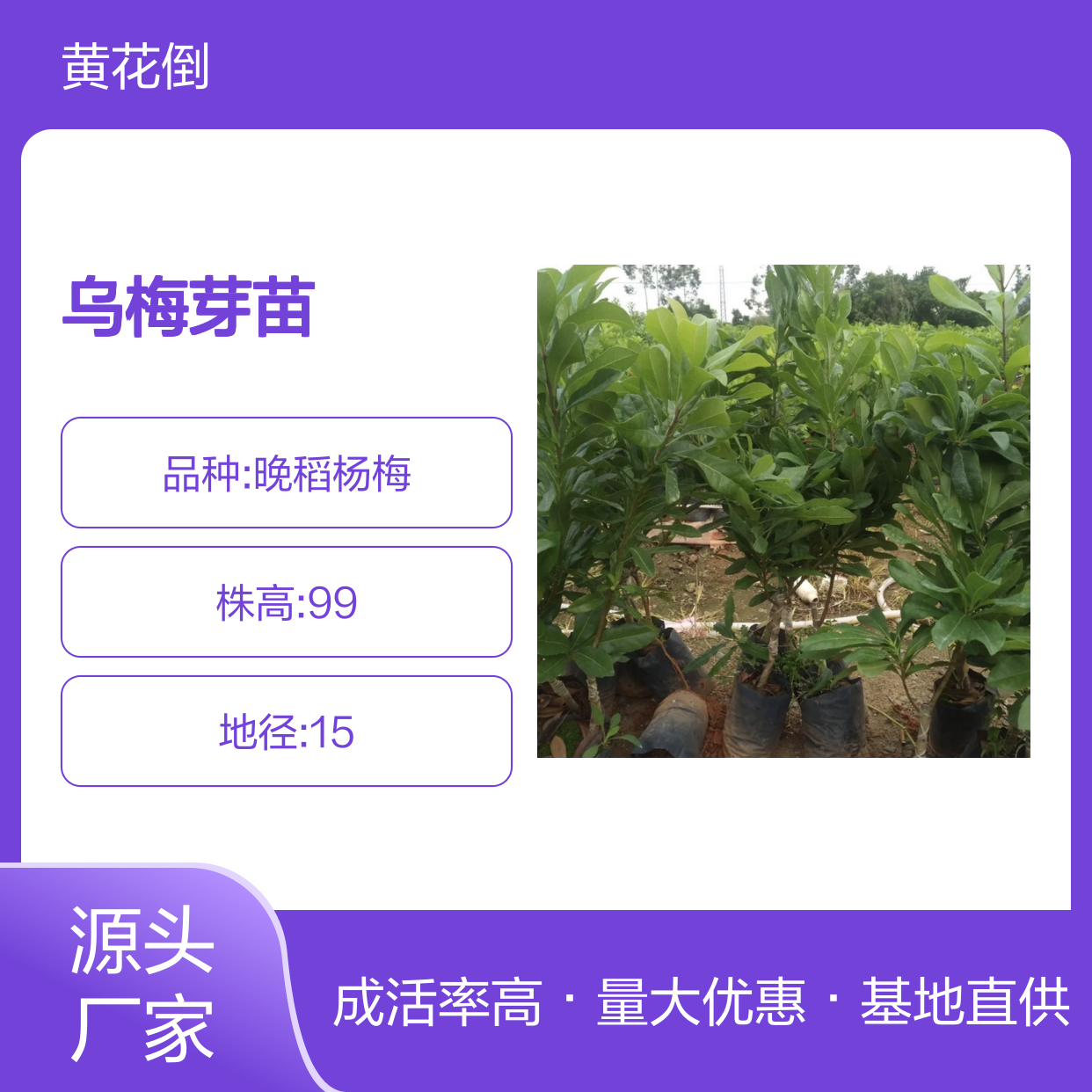 基地批发乌梅芽苗 多年生根系发达 成活高规格齐全