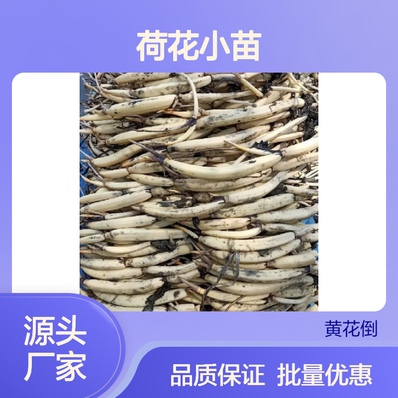精选荷花小苗 基地批发 园林优选 品种纯正 供应稳定
