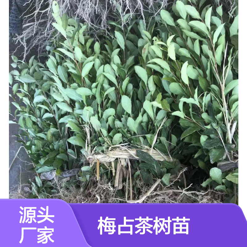 梅占茶树苗 批发主产区直供 种植优选 品质上乘
