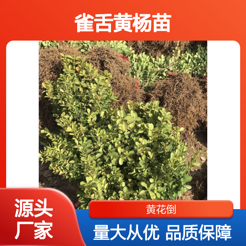 雀舌黄杨苗 耐寒常绿灌木 批发供应 易于养护 园林优选