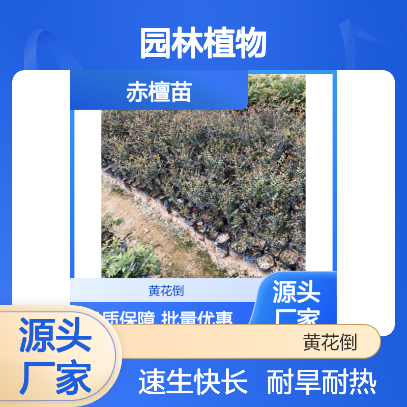 赤檀苗批发 优质常绿灌木 园林植物 耐旱耐热 速生快长