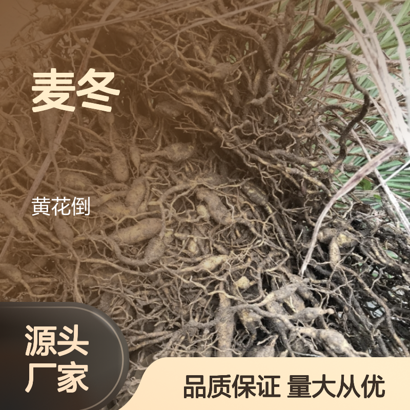 精选麦冬批发 源头种植园直供 品质优良 生长旺盛