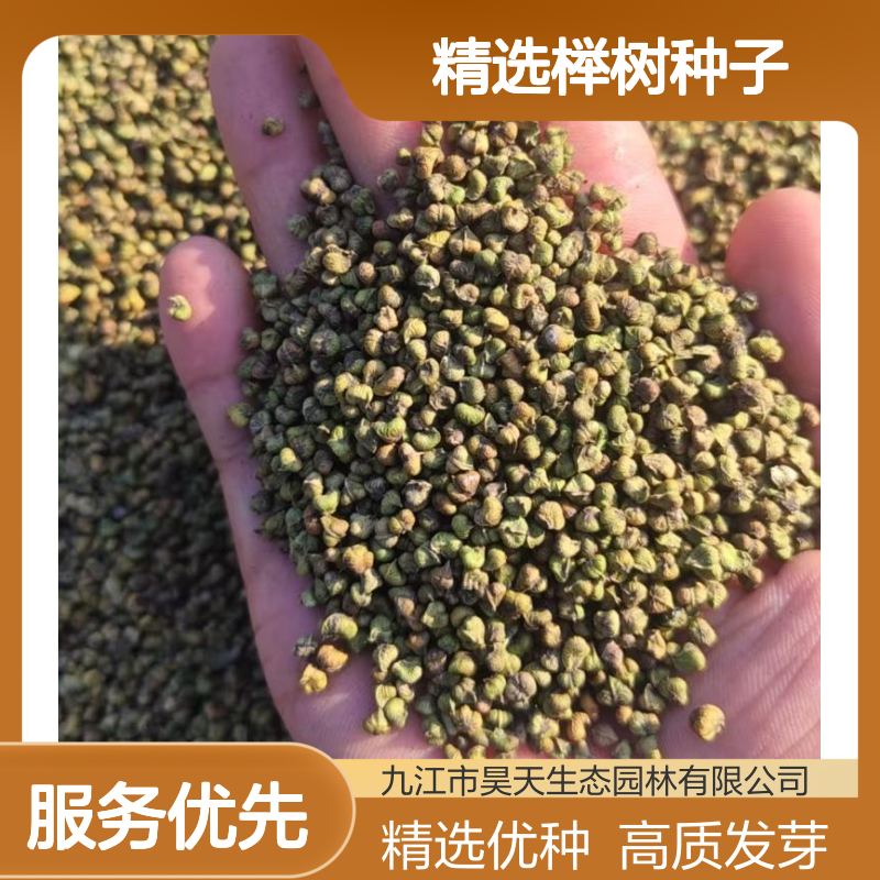 昊天园林红榉种苗 精选榉树种子 干净无杂质 发芽率9成以上