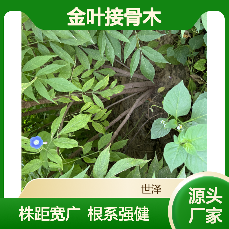 金叶接骨木 园林景观 株距大 根系好 长势快 指导栽培