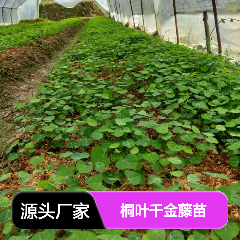 桐叶千金藤苗 阳台攀爬植物 易于养护 环境适应强