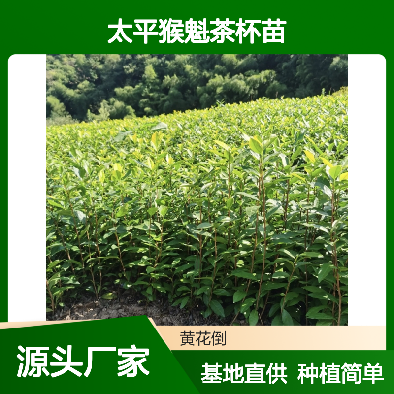 太平猴魁茶杯苗 基地直发 种植技术指导 品质纯正