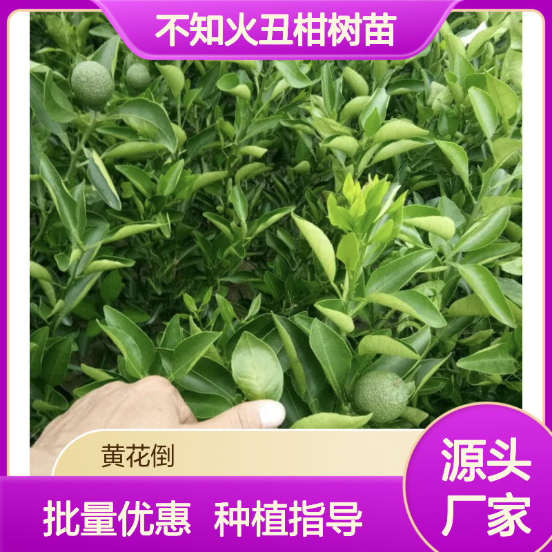 丑柑树苗不知火 种植技术成熟 基地直供 品质优良