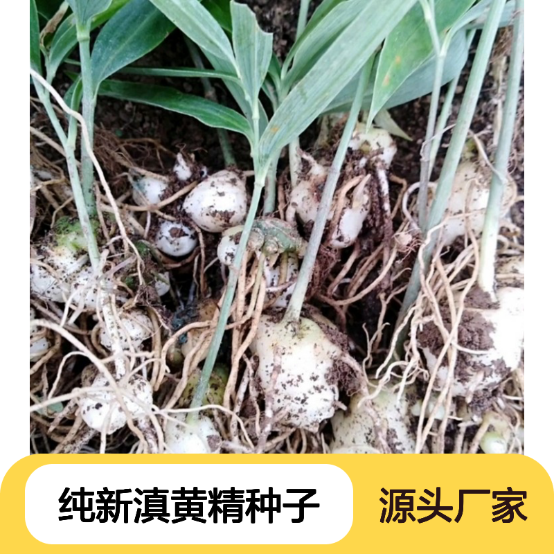 纯新滇黄精种子 块茎繁殖产量高 技术指导 药食同源