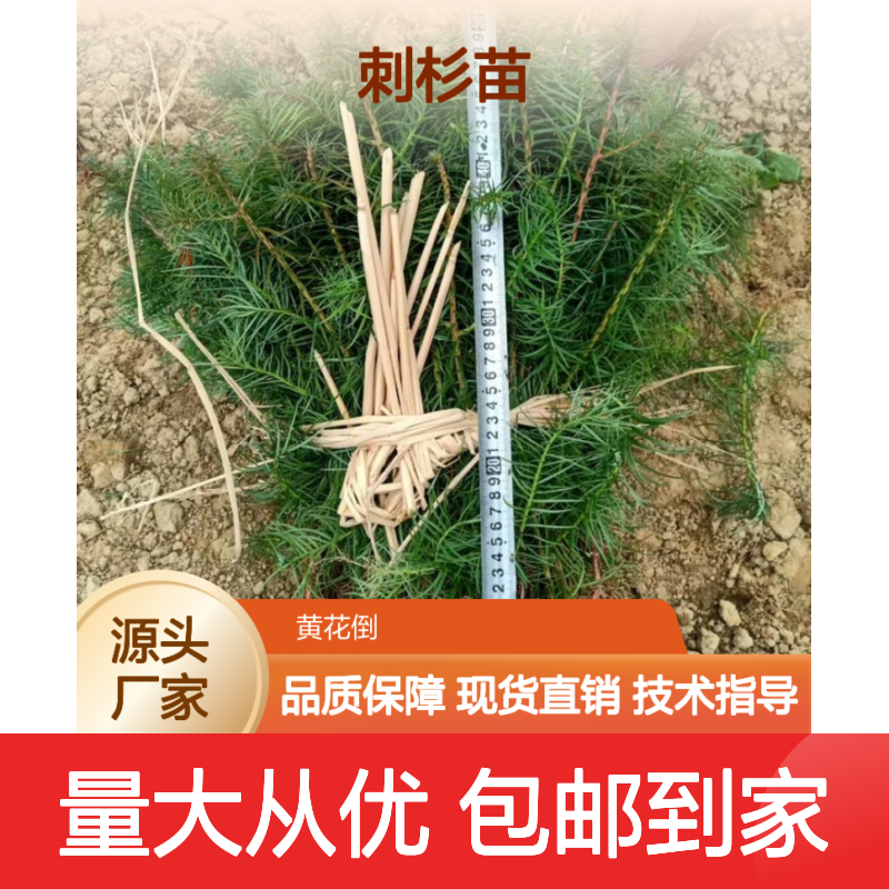 精选刺杉苗 一手货源 园林绿化优选 产地直供 技术指导