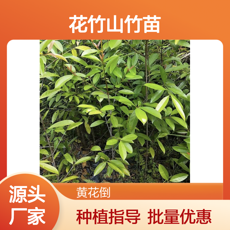 花竹山竹苗 批发种植基地直供 成活率高 管理规范