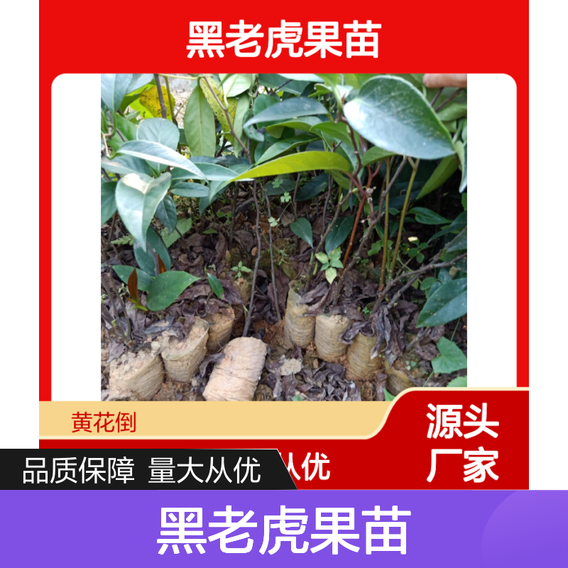 黑老虎果苗 藤本植物 全年可采 易于管理 园林优选
