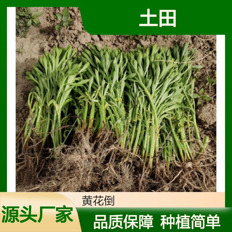 土田七种苗 基地直供 耐旱耐寒 广泛分布 易于管理