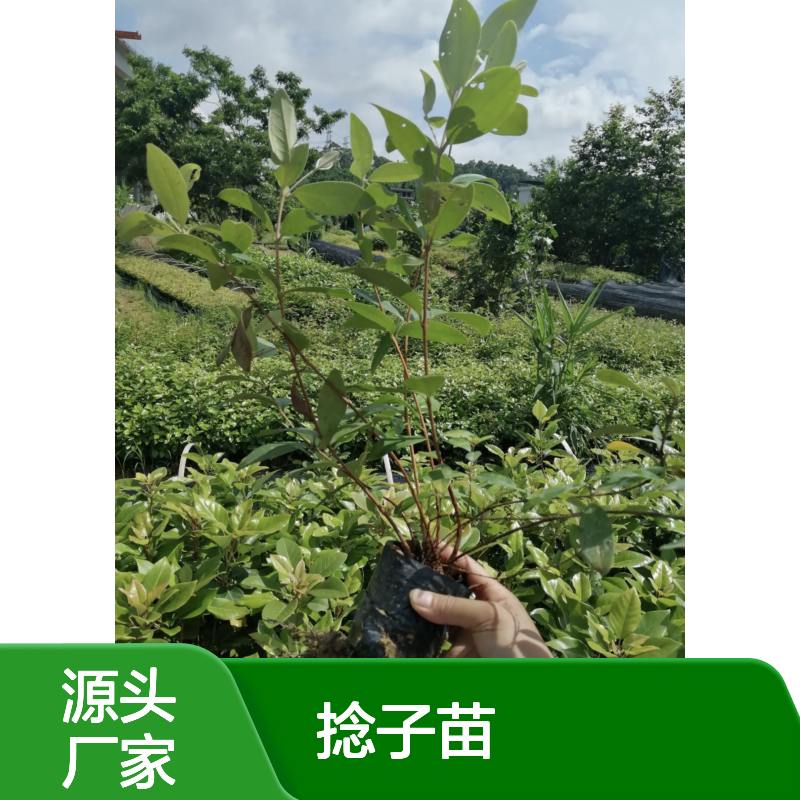桃金娘捻子苗 园林种植优选 基地直供 生长旺盛