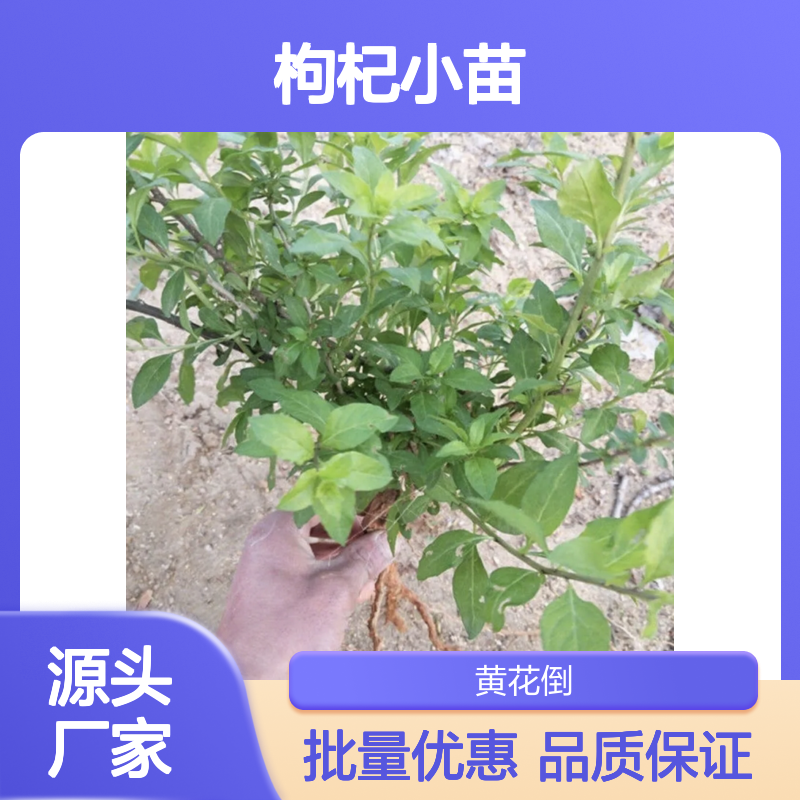 枸杞小苗基地直供 优质枸杞小苗批发 品类齐全
