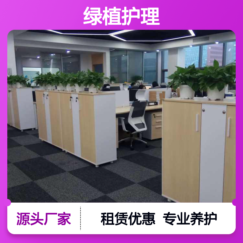 南韵竹风绿植护理 租赁服务专业可靠 品质如一