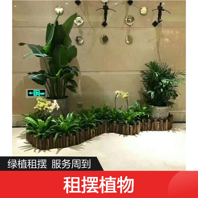 南韵竹风景观园林 植物租赁 成活率高 品质如一