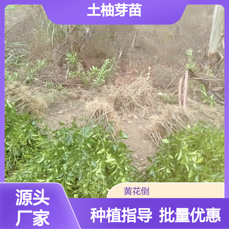 土柚芽苗基地直供 优质果树苗木 适应性强 管理简单
