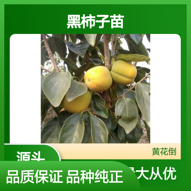 黑柿子苗基地直供 优质批发黑柿子树苗 品种繁多