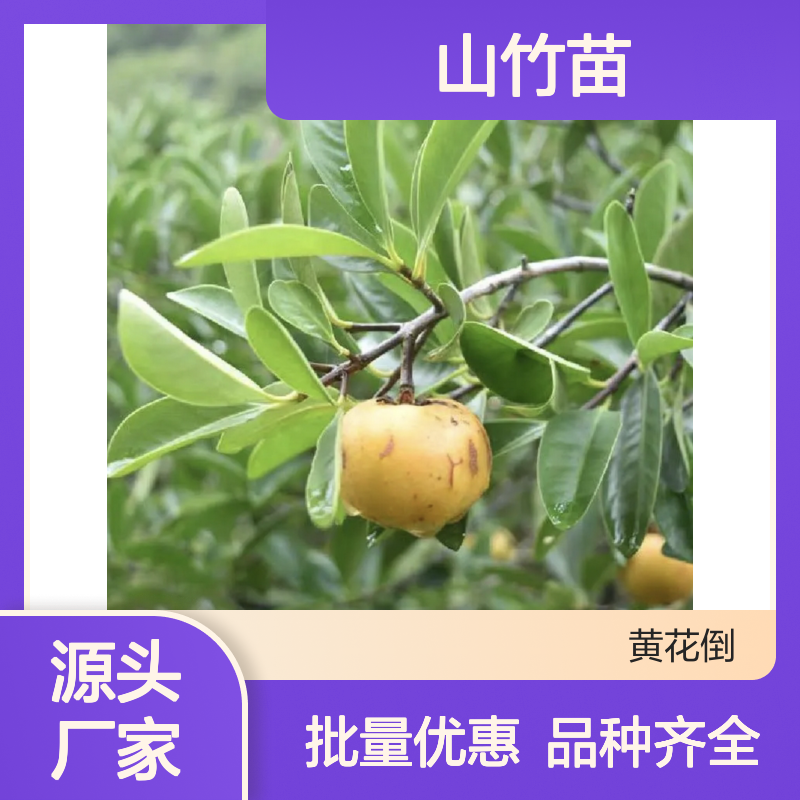 精选山竹苗 种植园直供 果树苗木优选 生长旺盛