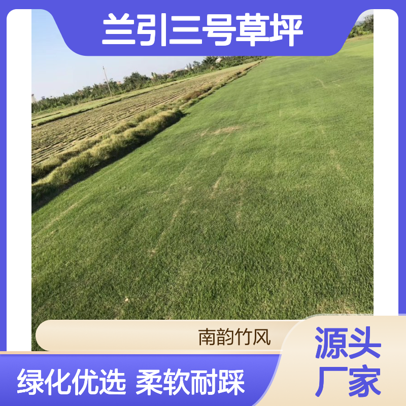 兰引三号草坪 绿化工程优选 柔软美观 成活率高