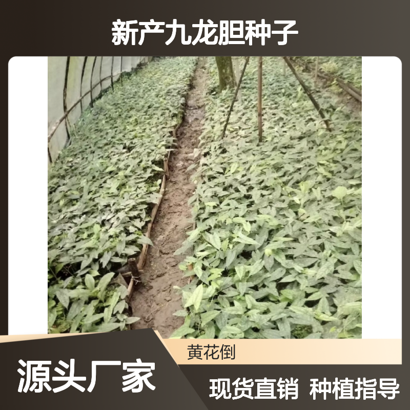 新产九龙胆种子 花卉种植优选品种 现货充足 技术支持