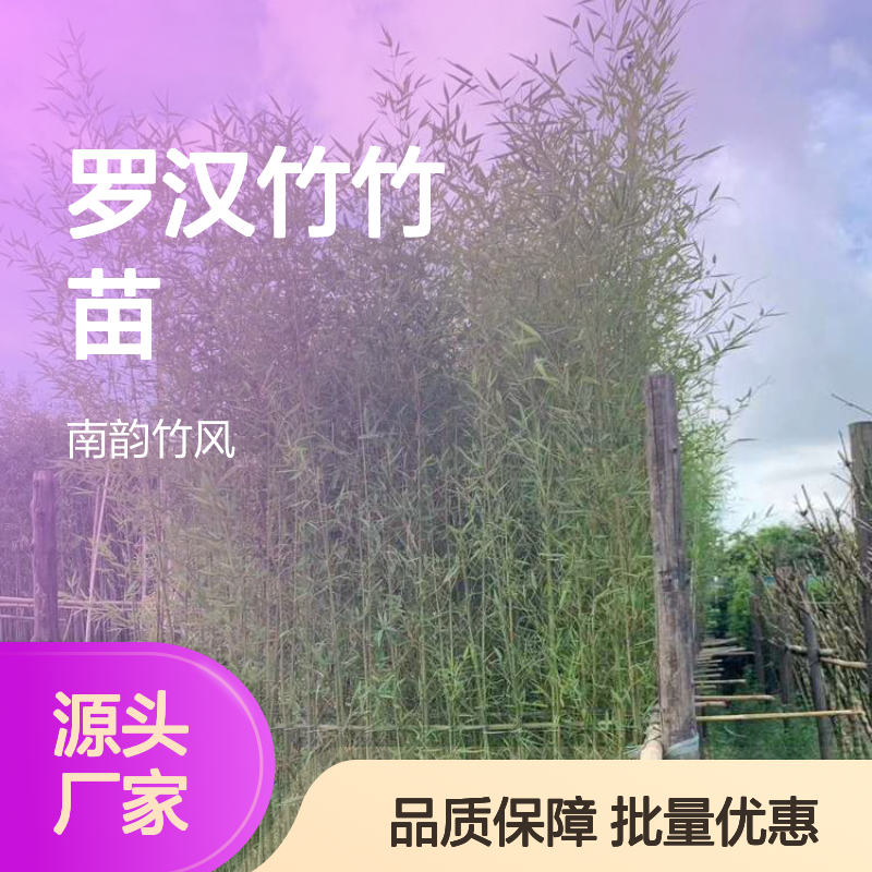 罗汉竹竹苗 优质竹子批发 绿化优选 生长迅速 耐寒耐旱