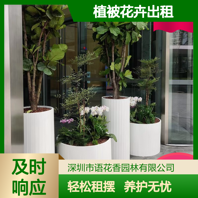 植被花卉出租 绿植盆栽组合租赁 专业团队上门养护