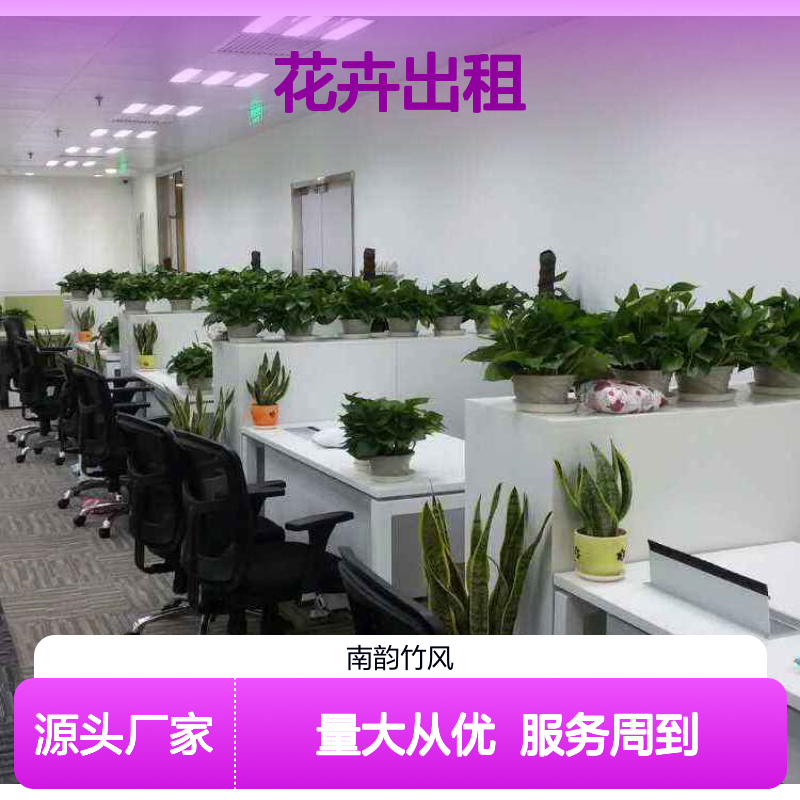 花卉出租服务 南韵竹风厂家直供 货源充足 成活率高