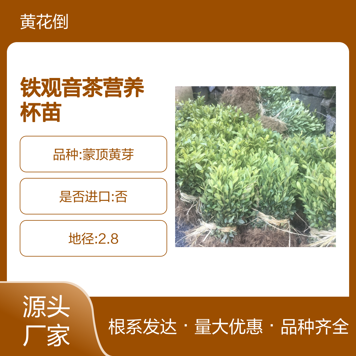 基地直供铁观音茶营养杯苗 品种齐全质量保证根系发达种植好管理