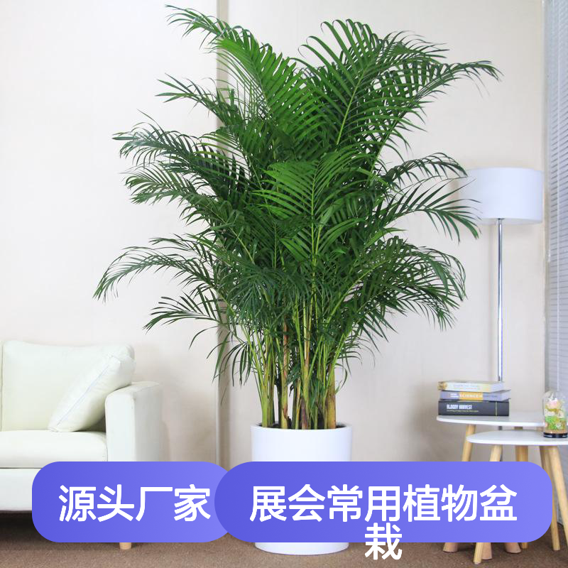 散尾葵 展会常用植物盆栽 公司大堂大型绿植 南韵竹风 量大免配送费