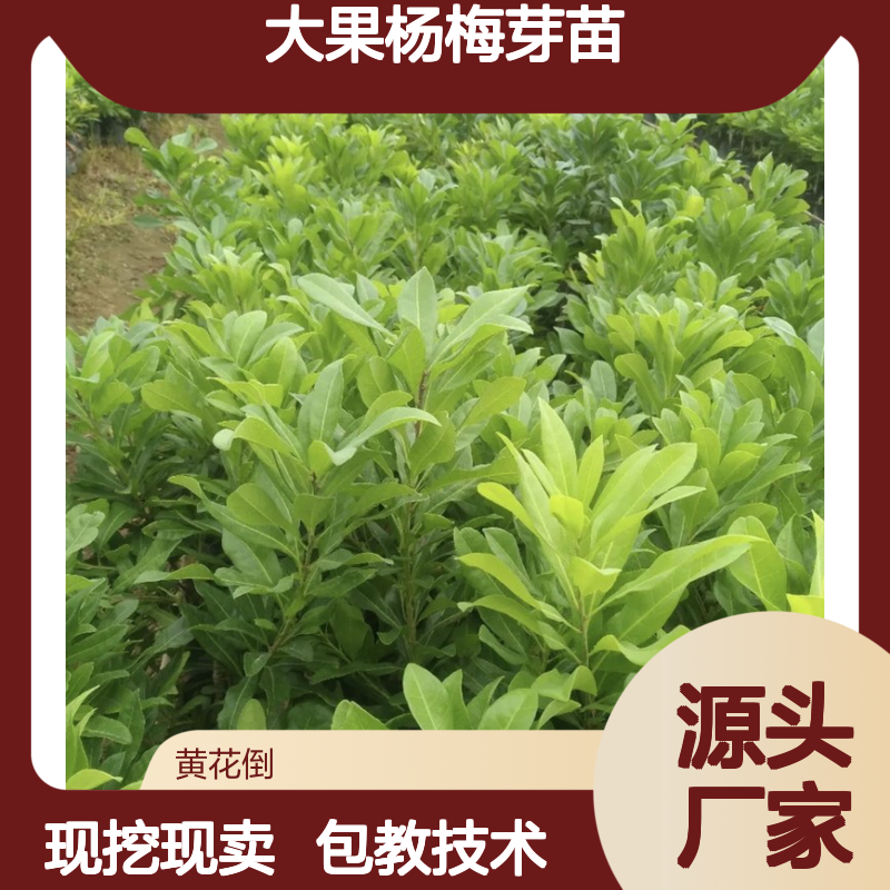 现挖现卖大果杨梅芽苗 基地直发包教种植管理技术 品质纯正可票