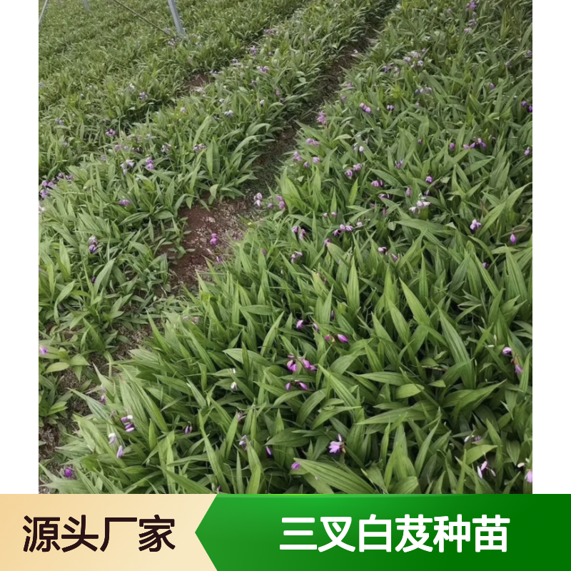 三叉白芨种苗 基地直供 批发优选 适应性强 药效显著