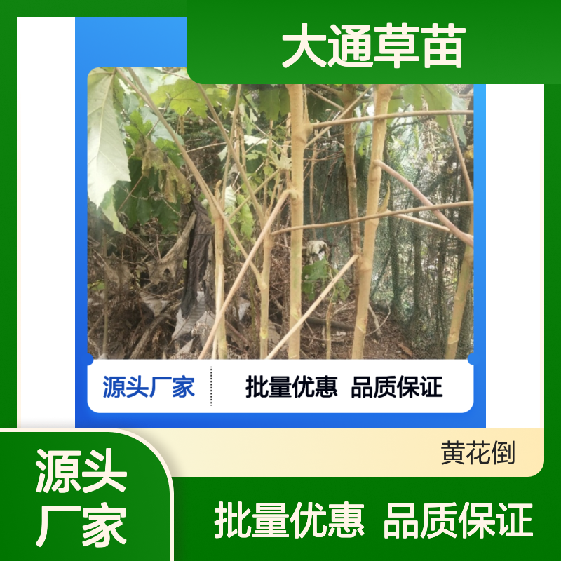 批发大通草苗 基地种植 产量高 品质优良 管理精细