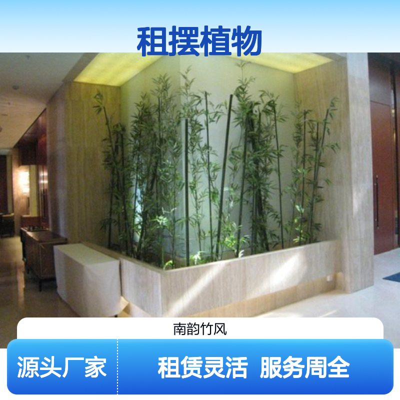 南韵竹风植物租赁 多年经验成活率高 品质如一