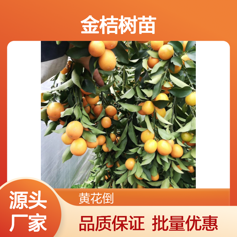 金桔树苗 优良品种 常绿小乔木 果皮光滑 清香刺激