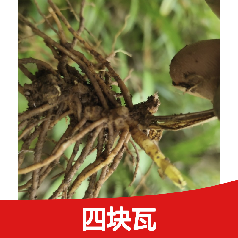 大四块瓦种苗 苗圃直供 品质保证 叶片碧绿 油光发亮