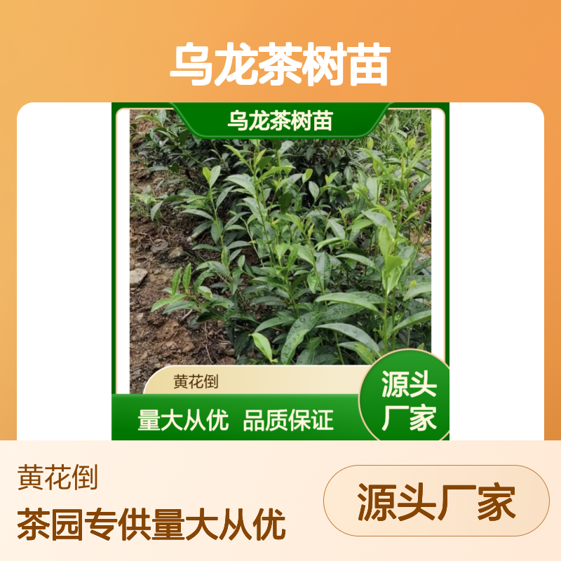 乌龙茶树苗 百亩茶园直供 绿色健康纯种 大规模植