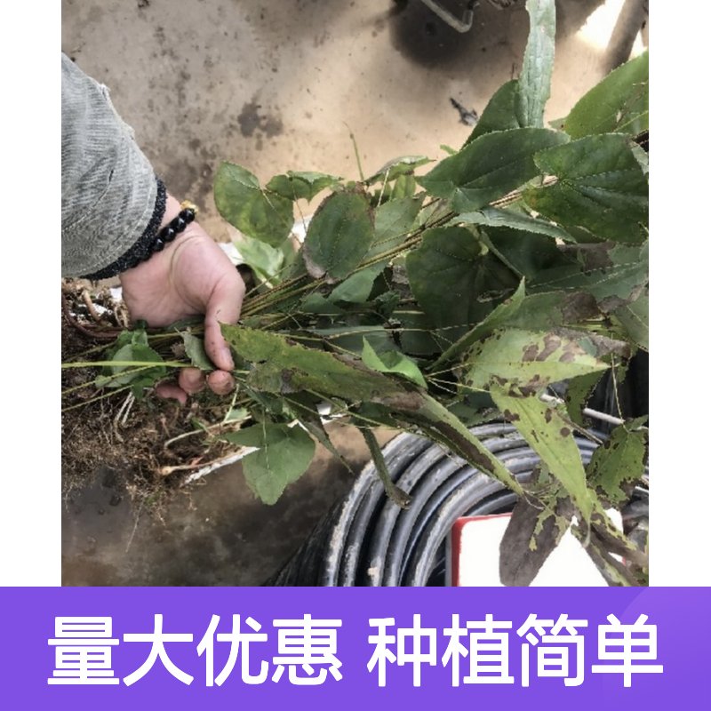 纯新短角淫羊藿种子 种植技术指导 现货充足 管理简单